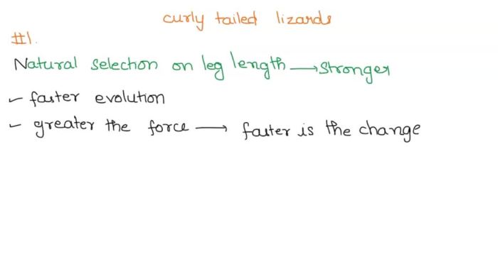 Lizards in a hurricane answer key