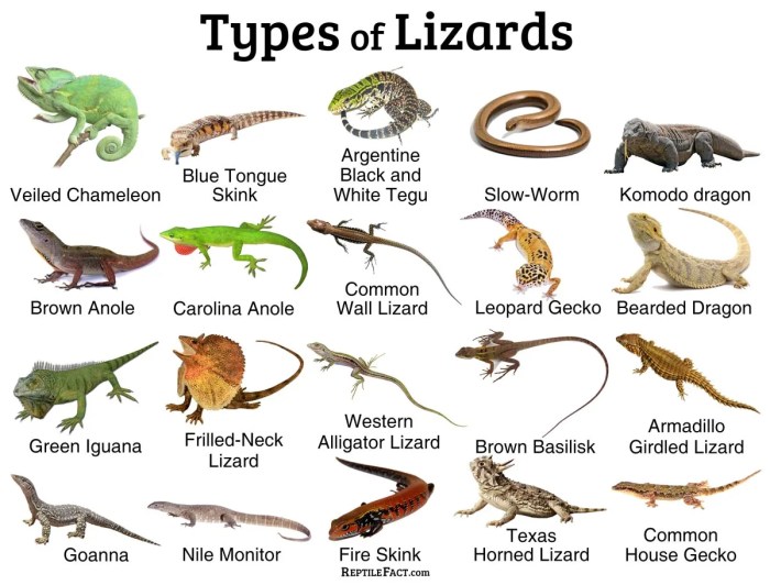 Biologycorner simulation key hurricane lizards