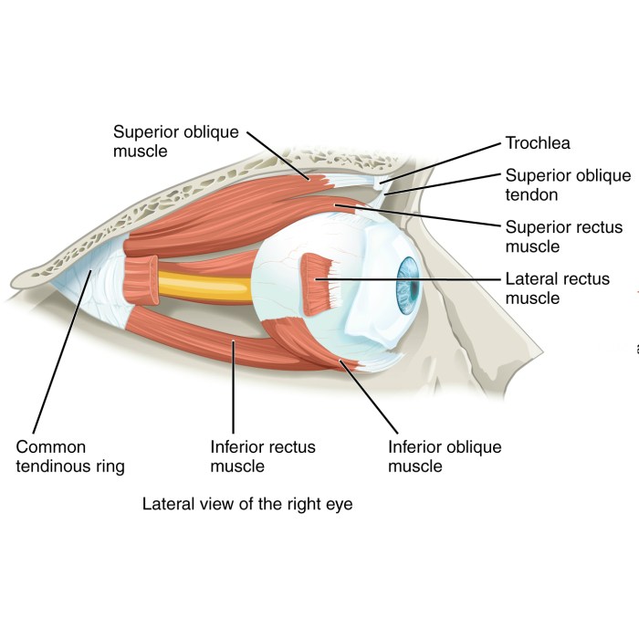 Label the extrinsic muscles of the eye