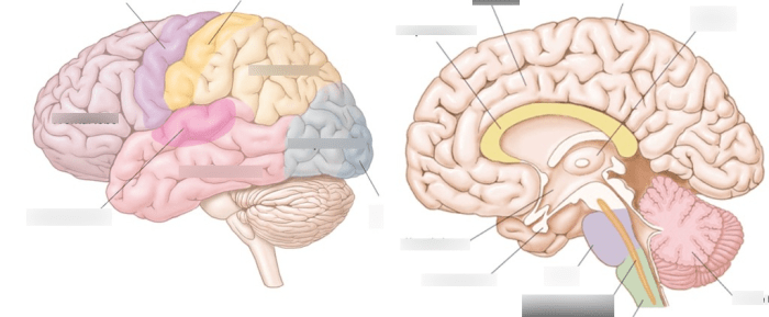 Ap psychology midterm exam review