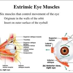 Label the extrinsic muscles of the eye