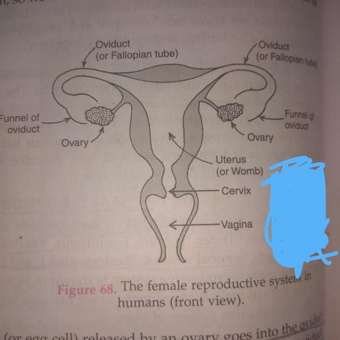 Male reproductive system diagram crossword