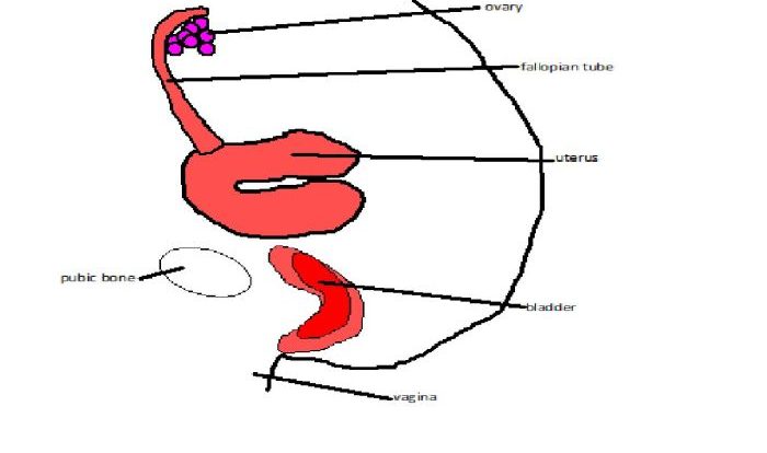 Male reproductive system diagram crossword