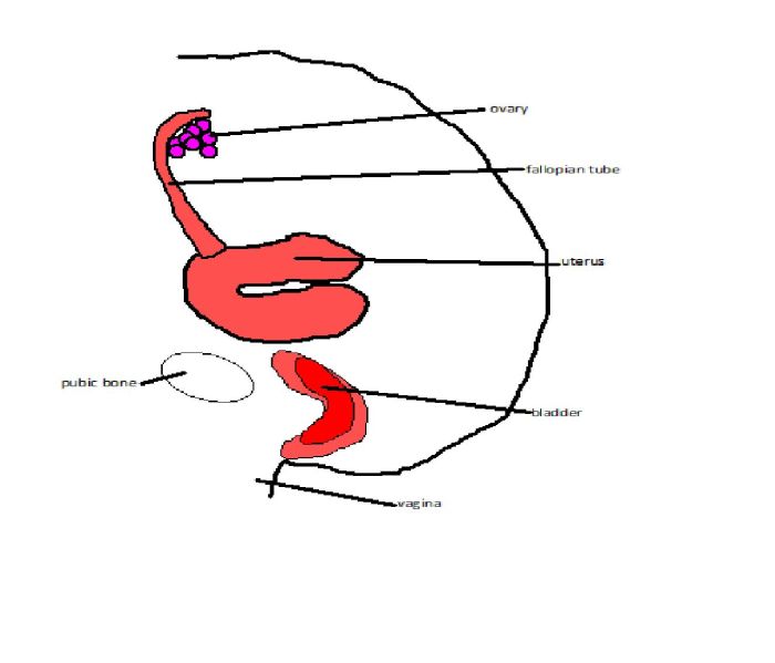 Male reproductive system diagram crossword