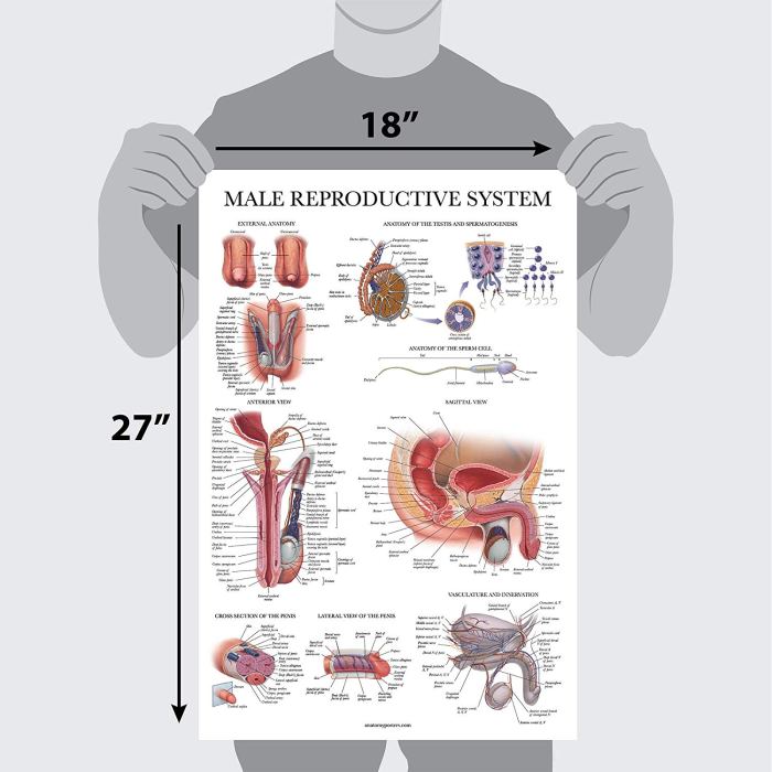 Male reproductive system diagram crossword