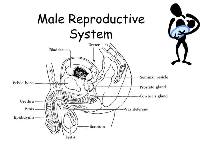 Male reproductive system diagram crossword